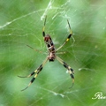Nephila clavata (Fabricius) 橫帶人面蜘蛛