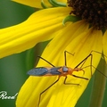 Adult Leafhopper Assassin Bug
會獵殺其他害蟲，吸取體液為食物，所以稱牠為益蟲。
美國溫暖的州從春天到秋天都有可能見到。