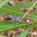 NOT A STINK BUG 不屬於樁象
Orange, TX
6/5/2008