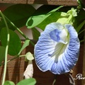 Butterfly Pea 蝶豆