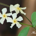 Star Jasmine 絡石藤、毛茉莉、星星茉莉