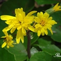 Ligularia, Leopard Plant 高山橐吾