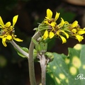 Ligularia, Leopard Plant 高山橐吾