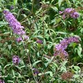 Butterfly Bush 蝴蝶灌木