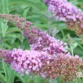 Butterfly Bush 蝴蝶灌木