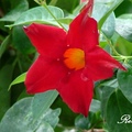 Mandevilla、Brazilian Jasmine 紅蟬花、飄香藤、紅皺藤