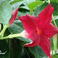 Mandevilla、Brazilian Jasmine 紅蟬花、飄香藤