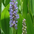 雨久花科，多年生水生植物，穗狀花序上小花緊密排列，花色藍紫色，夏季開花，花期可達3個月。
Orange, TX 
6/5/2008