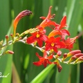 Montbretia 射干菖蒲、觀音蘭