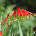 Montbretia 射干菖蒲、觀音蘭