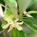 Sweetbay Magnolia 月桂木蘭