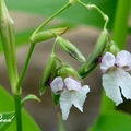 原產美國南部沼澤內的多年生濕生植物，花莖可高達2-3公尺，加上末端開出的紫黑色花朵，形似繫好魚餌的釣竿一樣，形貌非常特殊。