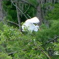 Great Egret 大白鷺