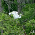 Great Egret 大白鷺