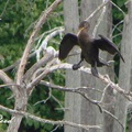 Cormorant 鸕鶿(魚鷹)