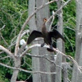 Cormorant 鸕鶿(魚鷹)