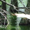  Bubulcus ibis, Cattle Egret 黃頭鷺, 牛背鷺