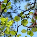 Saucer Magnolia 玉蘭(紫) 辛夷