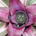 Bromelia 觀賞鳳梨