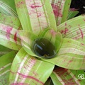 Bromelia 觀賞鳳梨