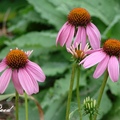 Purple Coneflower 紫錐菊