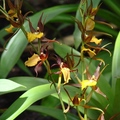 Orchid 蘭花 