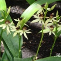 Orchid 蘭花