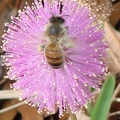 Bee 意大利蜂