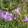 Violet Ruellia, Common Wild Petunia