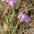 Violet Ruellia, Common Wild Petunia