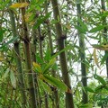 Clumping 'Giant Timber' Bamboo 綠竹