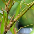 Wamin 葫蘆竹