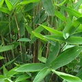 Bamboo 綠竹