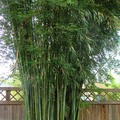 Royal Bamboo, Wong Chuk