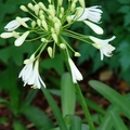 Lily of the Nile、African Lily百子蓮、尼羅河百合、非洲百合