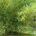Bamboo 竹 - 1