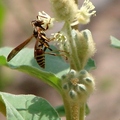 ～膜翅目、細腰亞目、胡蜂科
虎頭蜂屬(Vespa) 
黑胡蜂屬(Vespula) 
黃蜂屬(Dolichovespula) 
夜胡蜂屬(Provespa)