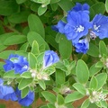 Blue Daze 藍星花