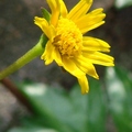 Wedelia 南美蟛蜞菊