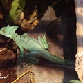 绿鬣蜥 Green Iguana