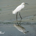 Little Egret 小白鷺