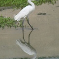 Little Egret 小白鷺