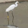 Little Egret 小白鷺