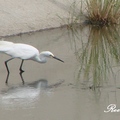 Little Egret 小白鷺