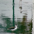 Black-winged Stilt 高蹺鴴、黑翅長腳鷸