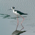 Black-Winged Stilt 高蹺鴴、長腳鷸