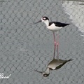 Black-Winged Stilt 高蹺鴴、長腳鷸