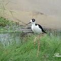 Black-Winged Stilt 高蹺鴴、長腳鷸