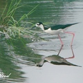 Black-Winged Stilt 高蹺鴴、長腳鷸