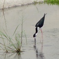 Black-Winged Stilt 高蹺鴴、長腳鷸